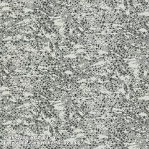 Roberto Cavalli 8 RC19035  tapéta