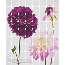 Komar Infinity 6006A-VD2 Flowers & Dots poszter