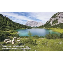 Komar Stefan Hefele SH070-VD4  poszter