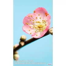 Munich Design Book V3-753 Peach Blossom poszter