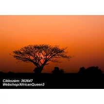 African Queen 3 363647
